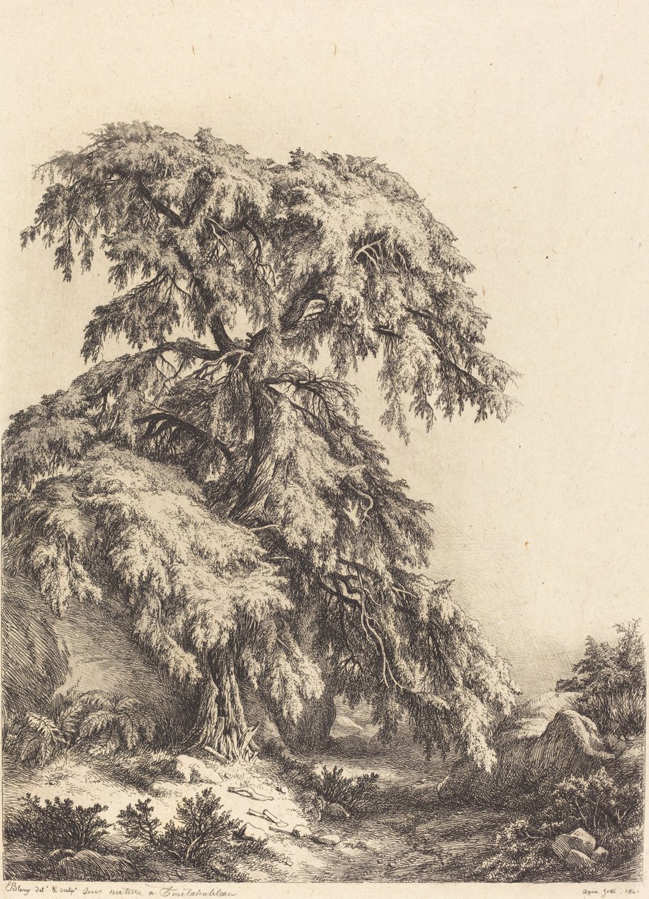 杜松树，1840年。 作者 尤金·布莱