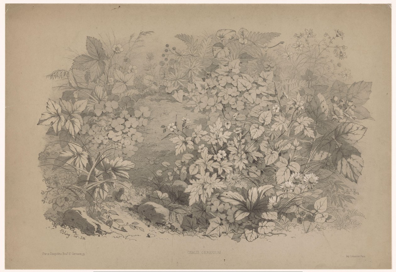 天竺葵中的Klaverzuring 酢浆草、天竺葵（物体上的标题） Planten en bloemen（系列标题） 取材于自然、由 Bléry 平版印刷的工业指南（系列标题） 作者 尤金·布莱