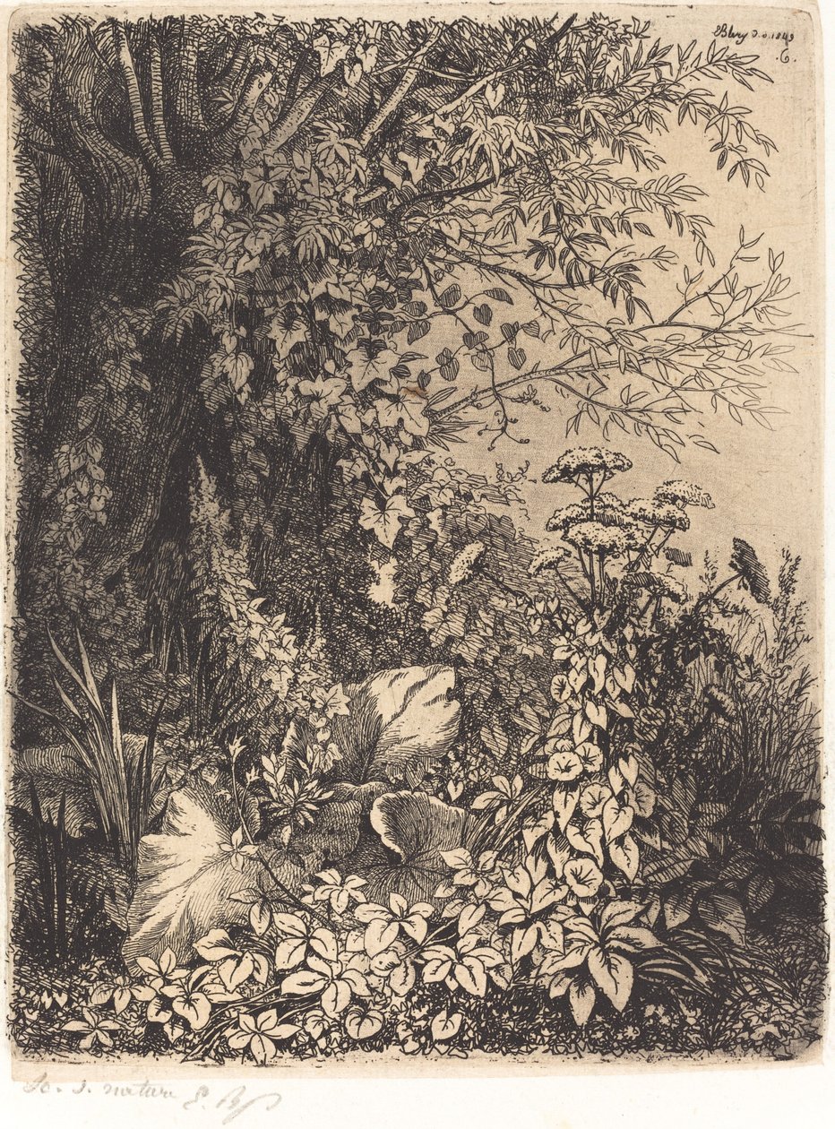 柳叶牛蒡 作者 尤金·布莱