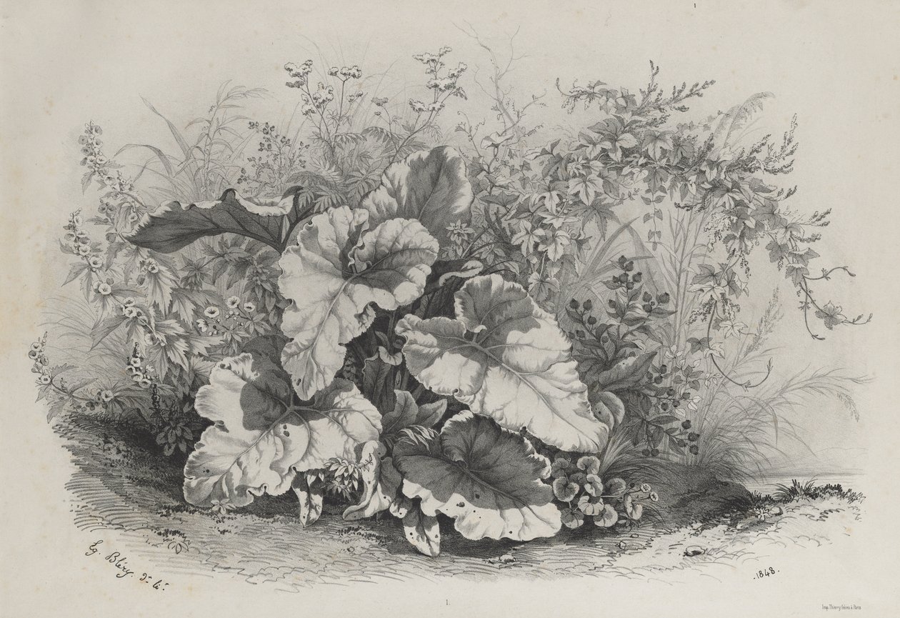 根据大自然绘制和平版印刷的各种植物组的植物研究（Groupes de Plantes varies dessinées sur Nature et lithographiées...） 作者 尤金·布莱