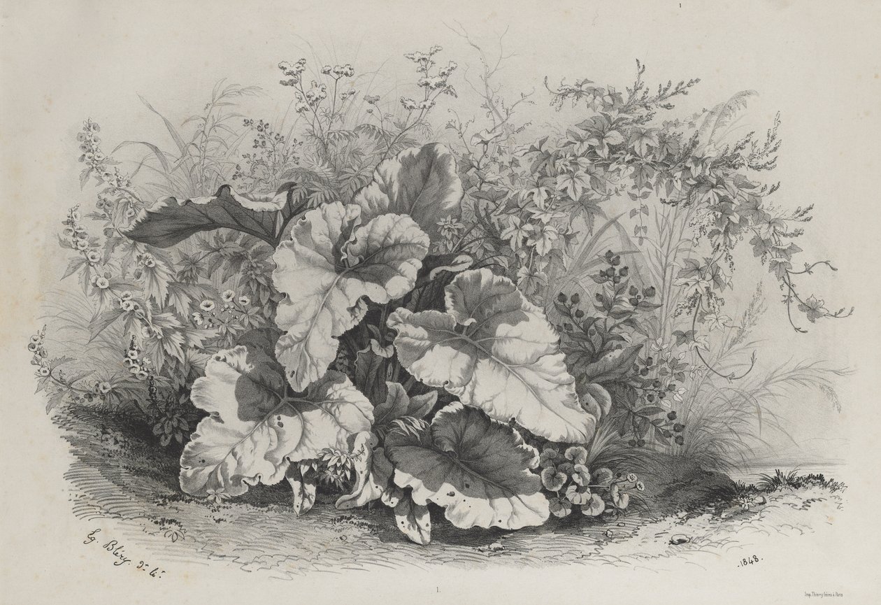 大自然之后绘制和光刻的各种植物的植物研究，1848年。 作者 尤金·布莱