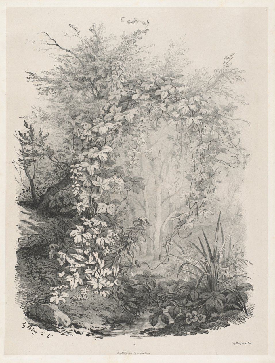 溪流边的植物和伊维 作者 尤金·布莱