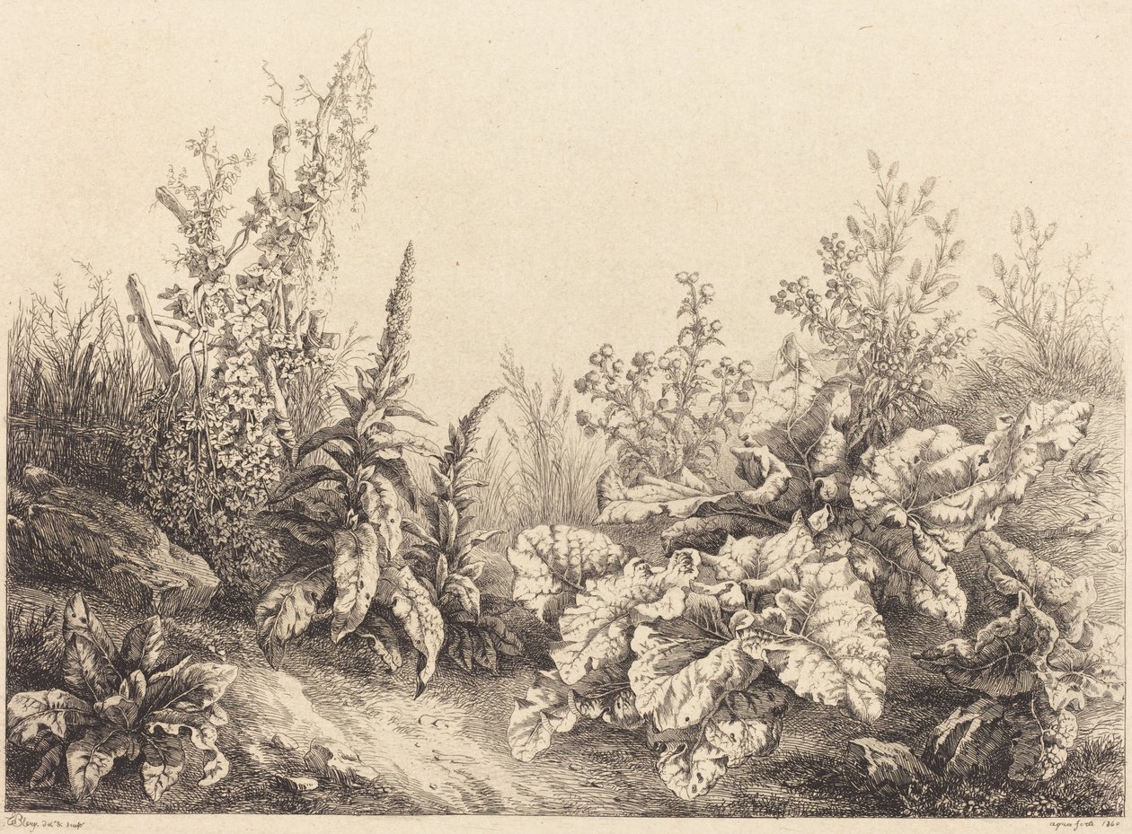 牛蒡的研究，1840年。 作者 尤金·布莱