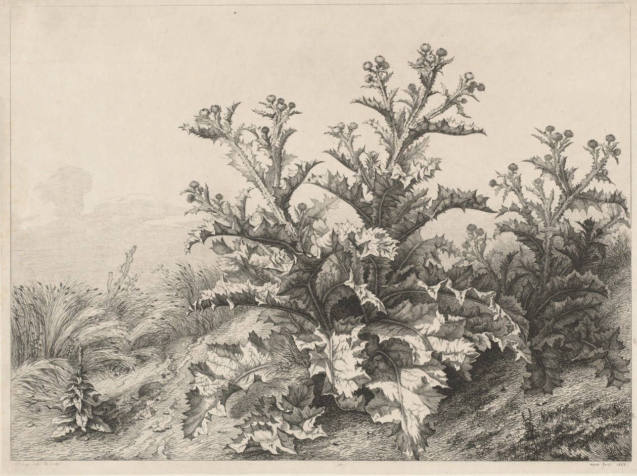 伟大的蓟马Le Grand Chardon, 1843年。 作者 尤金·布莱