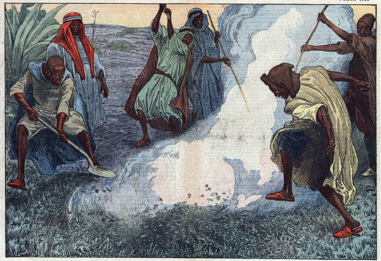 The destruction of grasshoppers in Algeria: the Arabs burn them amid cries and imprecations. Illustration of Damblans. In “” Le Pelerin”” of July 4 作者 尤金·丹布拉斯
