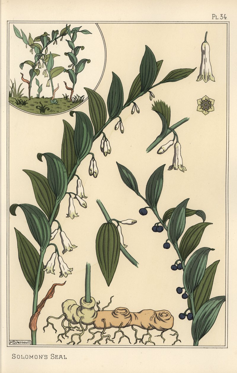 所罗门海豹（Polygonatum multiflorum）的植物学插图 作者 尤金·格拉塞