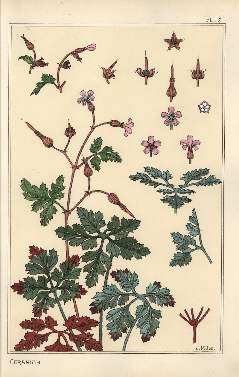 天竺葵花、花瓣、叶子的植物插图 作者 尤金·格拉塞