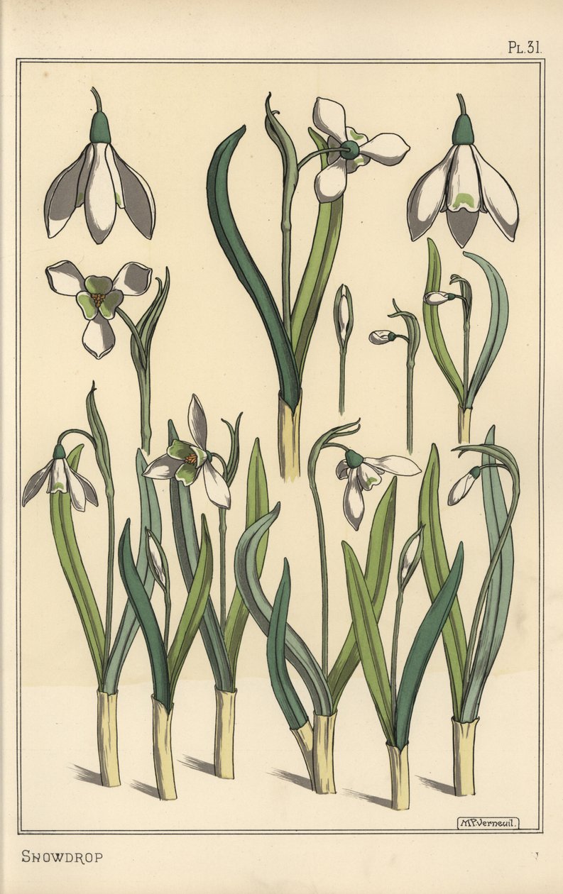 Botanical illustration of a snowdrop, Galanthus nivalis 作者 尤金·格拉塞