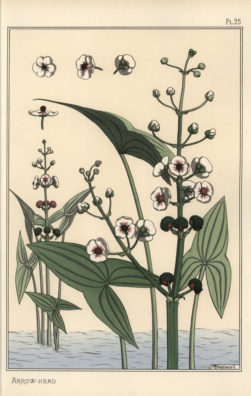 箭头的植物插图，矢车菊 作者 尤金·格拉塞
