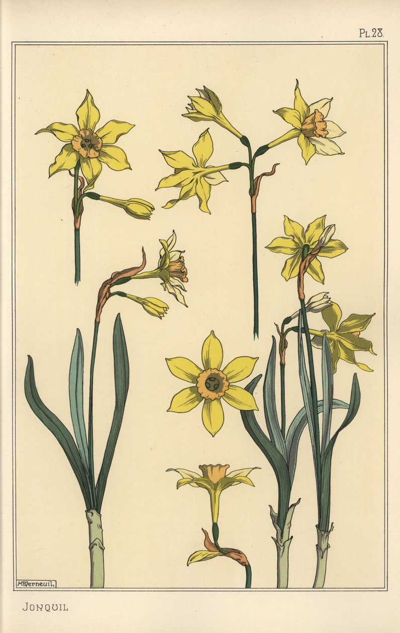 jonquil，水仙 jonquilla 的植物插图，显示花的部分 作者 尤金·格拉塞