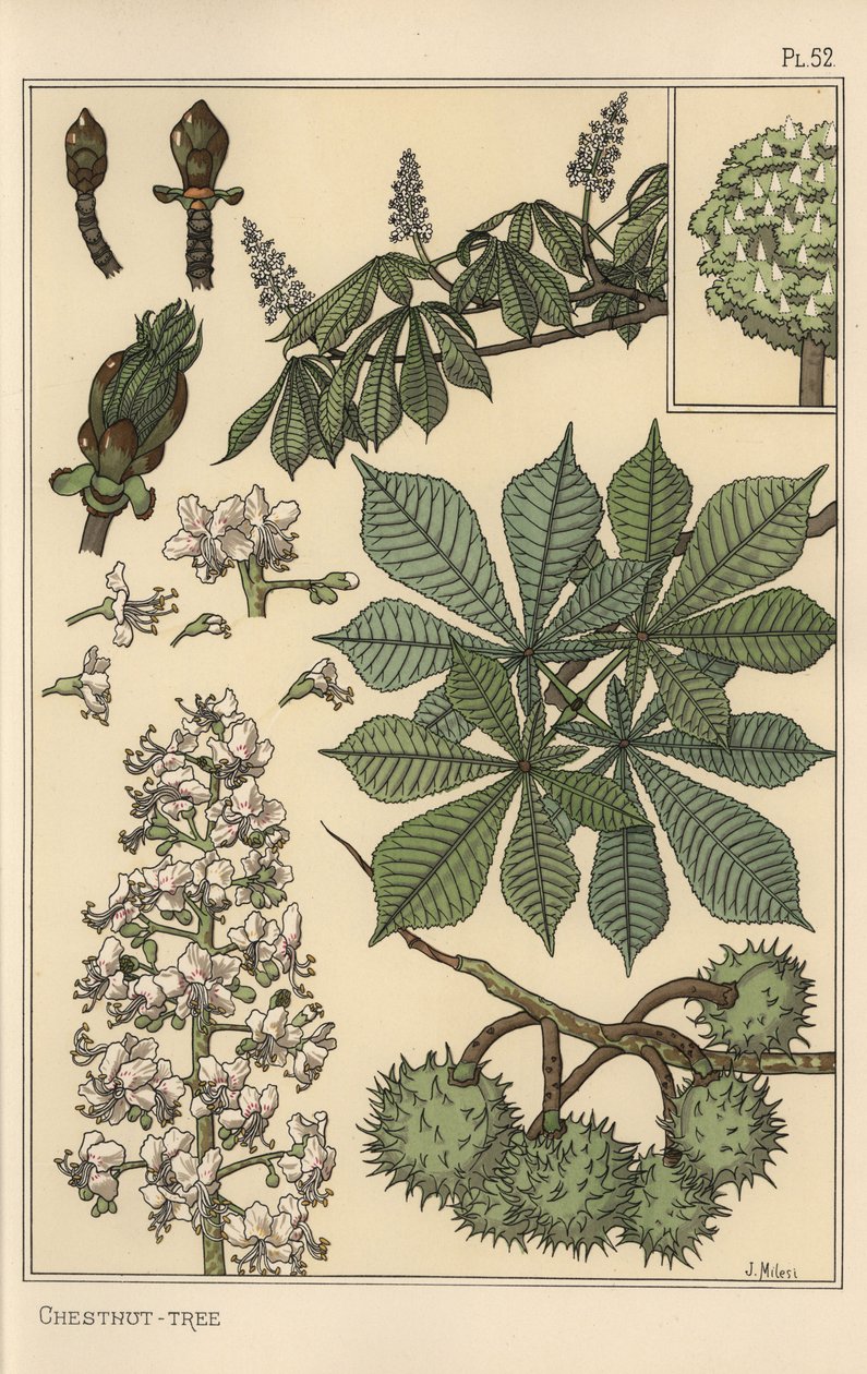 板栗树植物学研究 作者 尤金·格拉塞