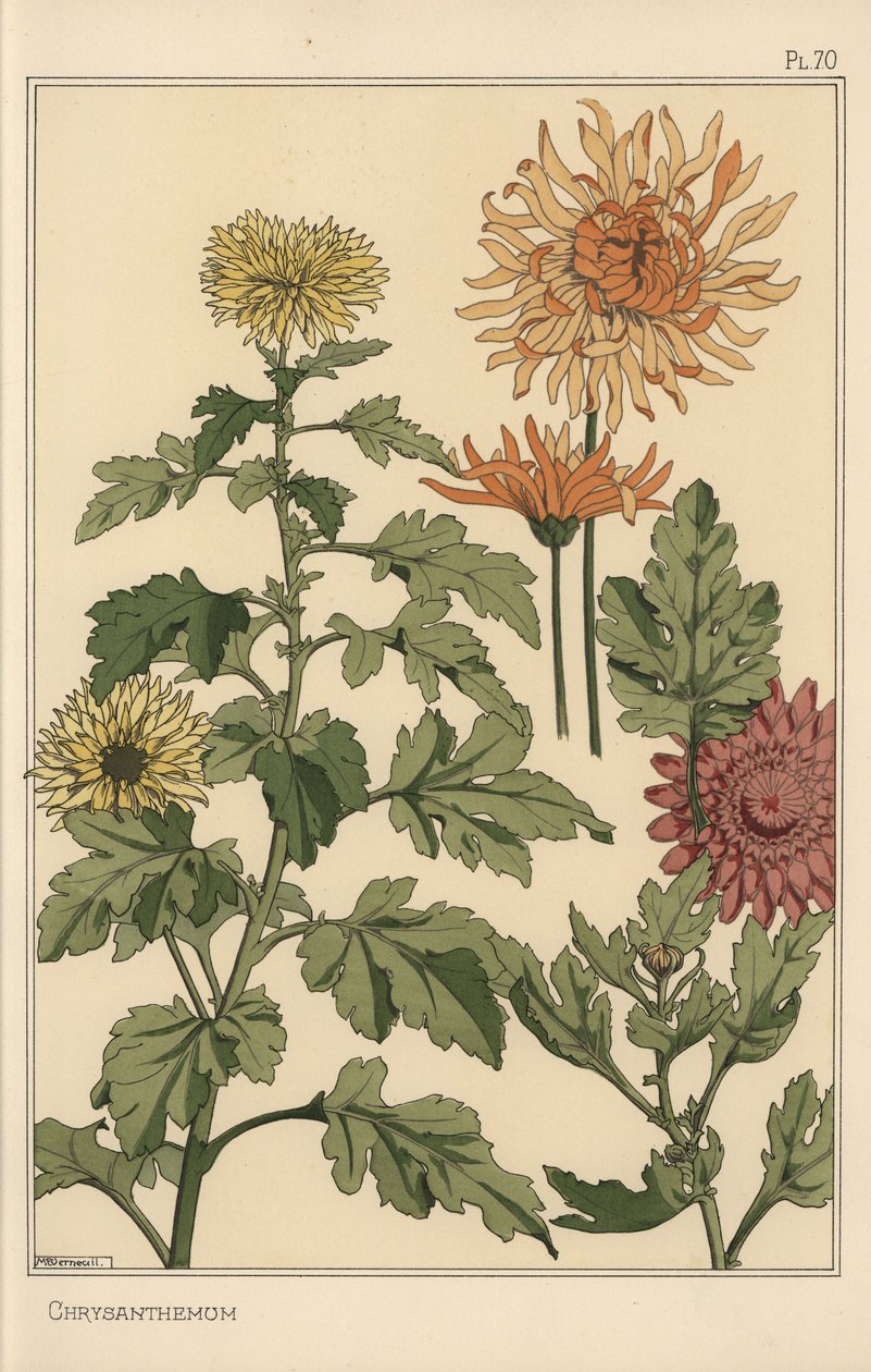 菊花植物学研究 作者 尤金·格拉塞