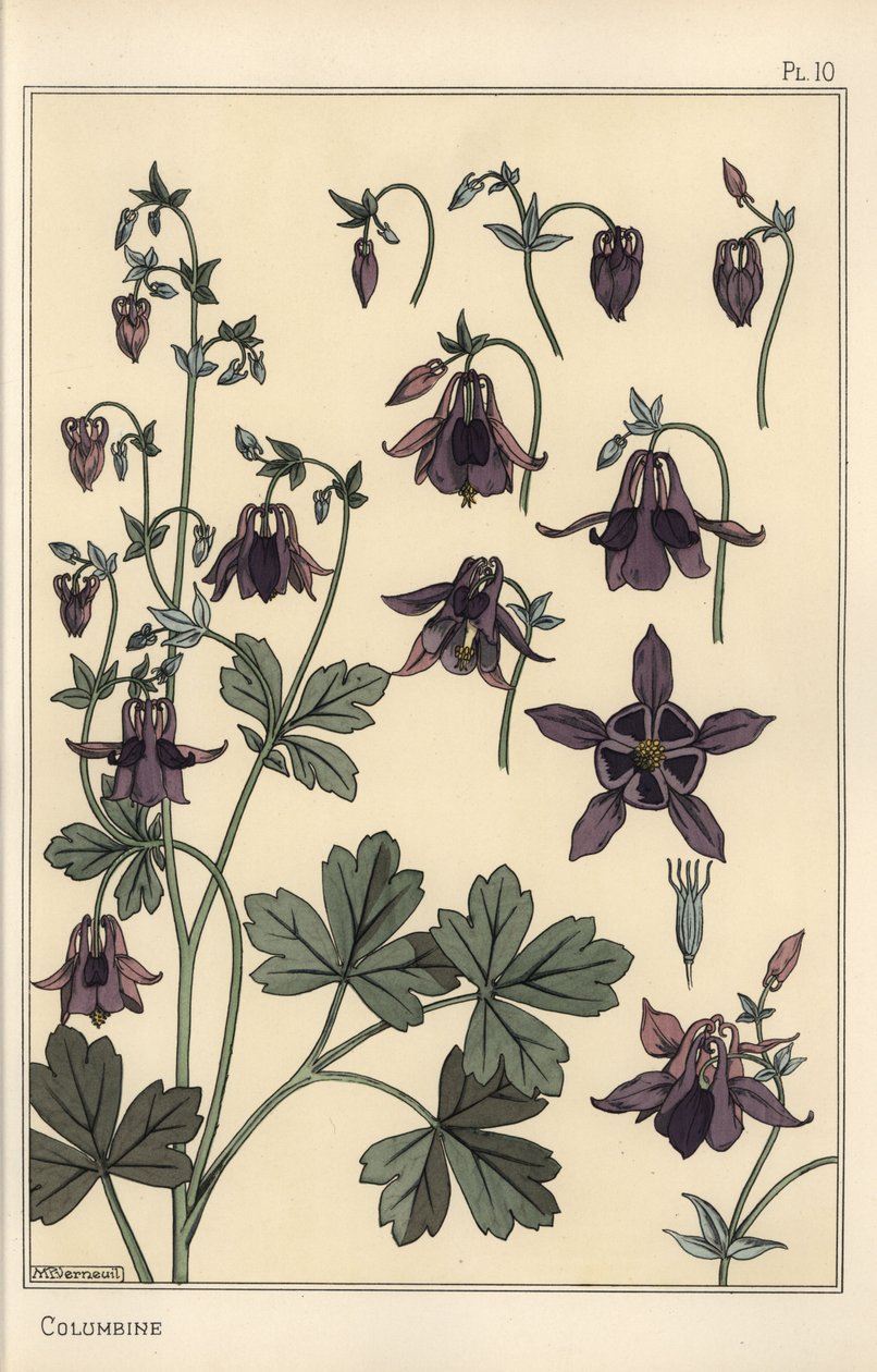Columbine, Aquilegia vulgaris, 花零件 作者 尤金·格拉塞