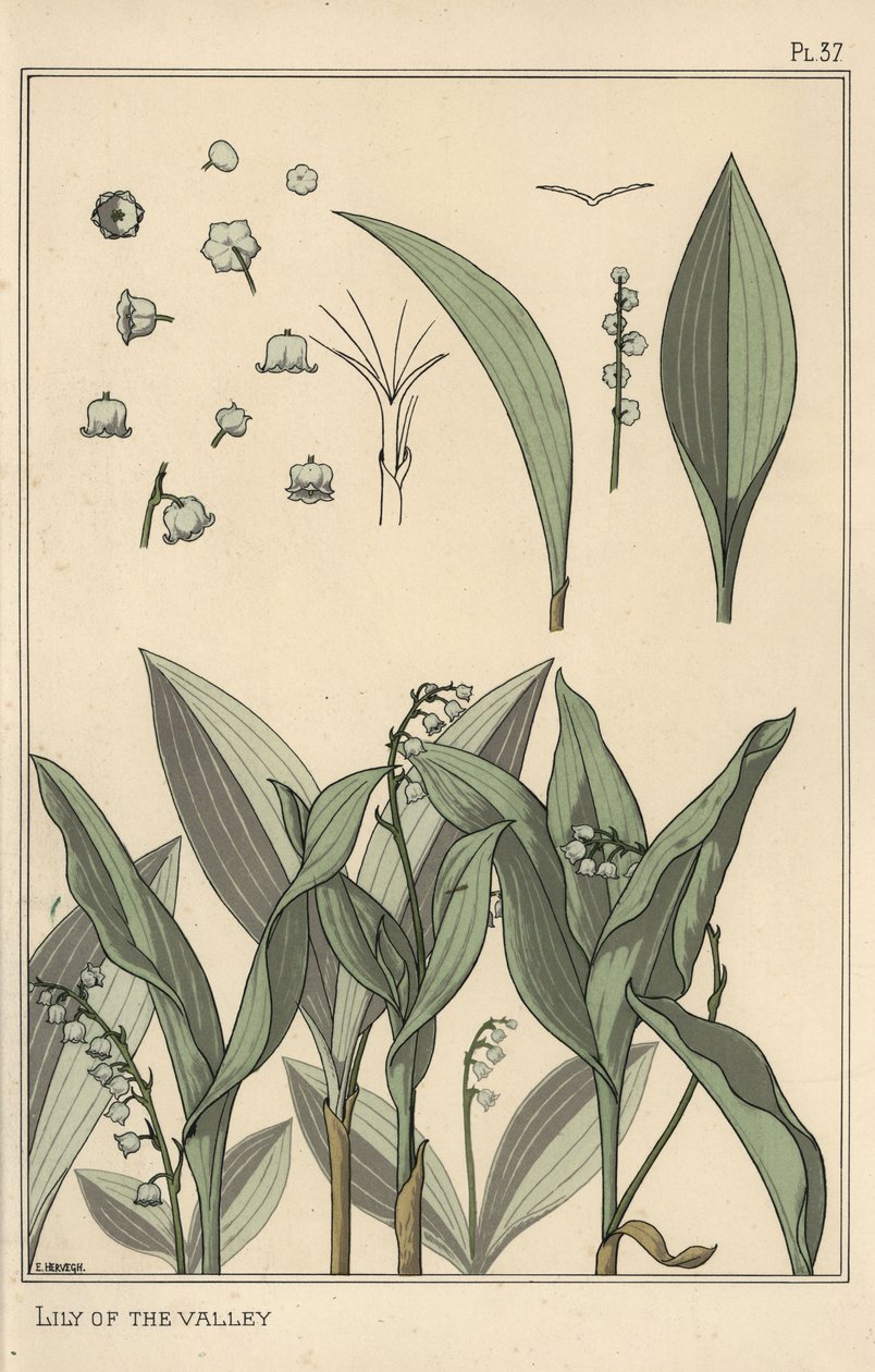 铃兰，植物学研究 作者 尤金·格拉塞