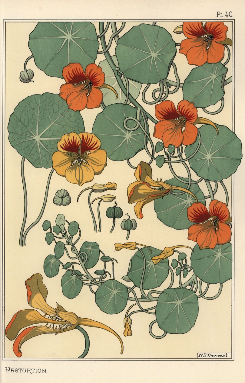 金莲花植物学研究 作者 尤金·格拉塞