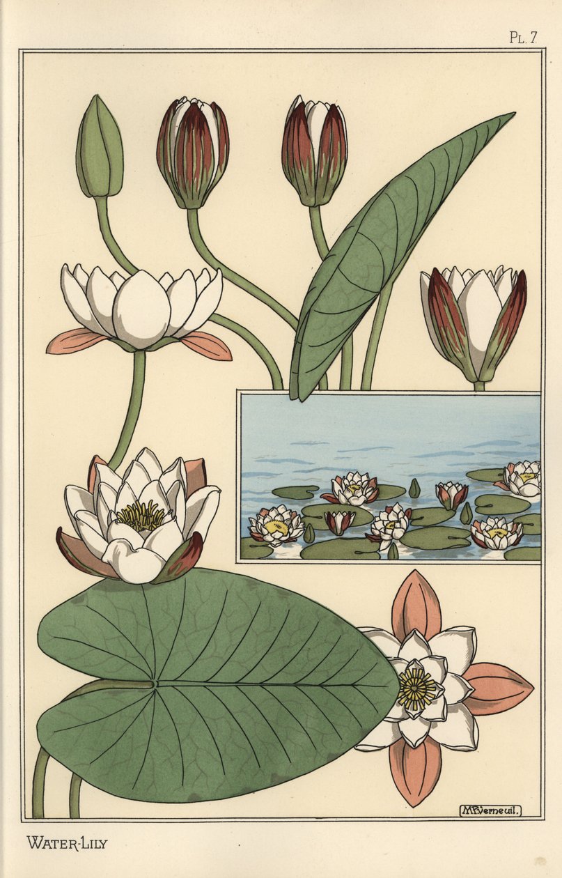The water lily, Nelumbo lutea, and flower parts 作者 尤金·格拉塞