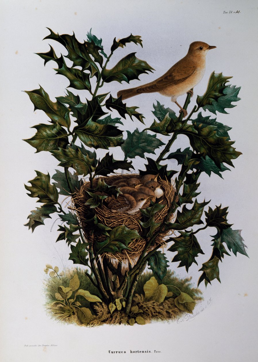 花园莺（Sylvia hortensis），由Oscar Dressler雕刻，出自意大利Eugenio Bettoni（1845-1898）的《伦巴第鸟巢自然史》。 作者 欧金尼奥·贝托尼，奥斯卡·德雷斯勒