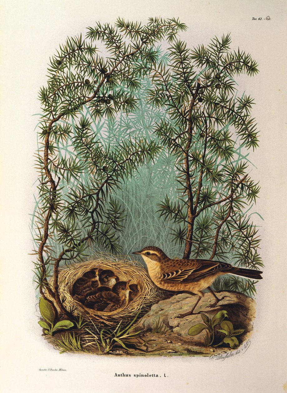 Eugenio Bettoni的 "伦巴第地区鸟类筑巢自然史 "中的插图，代表水琵琶Anthus spinoletta，由Oscar Dressler绘制。 作者 欧金尼奥·贝托尼，奥斯卡·德雷斯勒