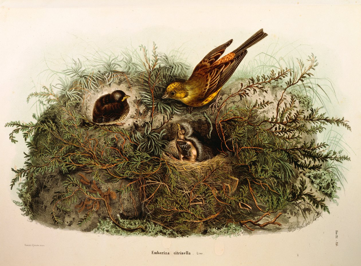 Eugenio Bettoni的 "伦巴第地区鸟类筑巢的自然史 "中的插图，表现了Yellowhammer Emberiza citrinella，由Oscar Dressler绘制。 作者 欧金尼奥·贝托尼，奥斯卡·德雷斯勒