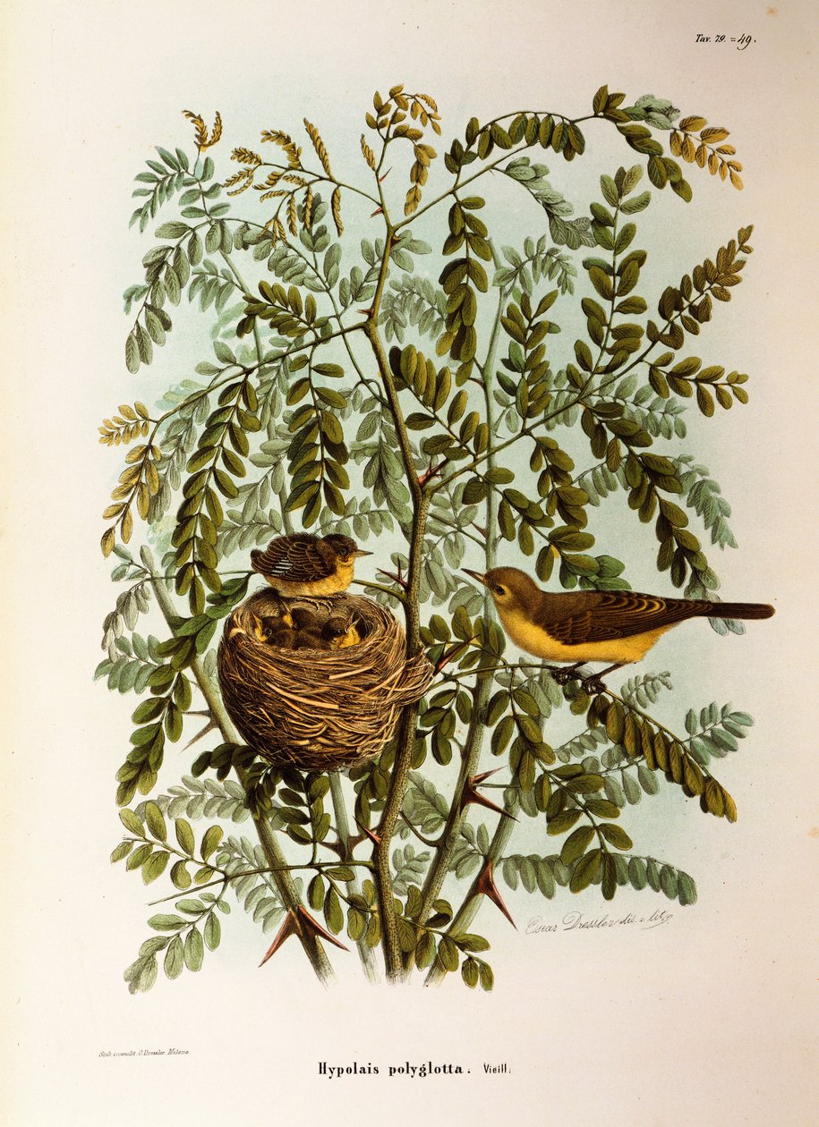 Eugenio Bettoni的 "伦巴第地区鸟类筑巢的自然史 "中的插图，表现了Melodious Warbler Hippolais polyglotta，由Oscar Dressler绘制。 作者 欧金尼奥·贝托尼，奥斯卡·德雷斯勒