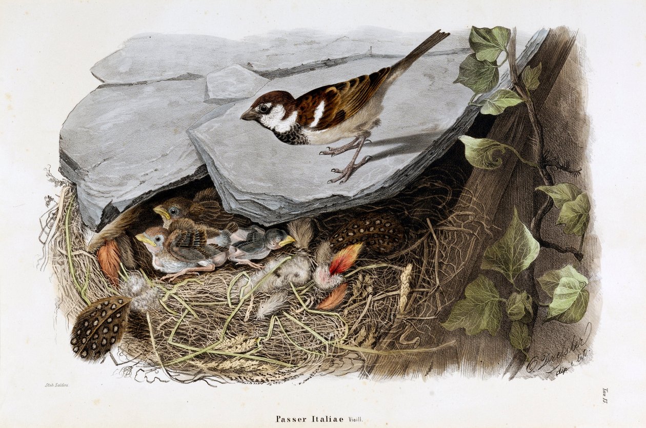 西沙群岛麻雀（Passer domesticus italiae或意大利麻雀）的代表（色版画 作者 欧金尼奥和德雷斯勒奥斯卡贝托尼