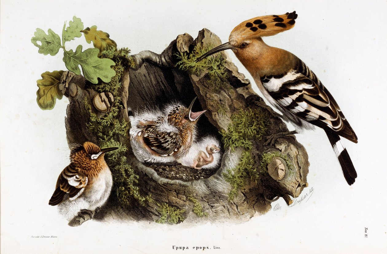 Huppe fasciee (Upupa epops) (Hoopoe)的表现 (Chromolithography) 作者 欧金尼奥和德雷斯勒奥斯卡贝托尼