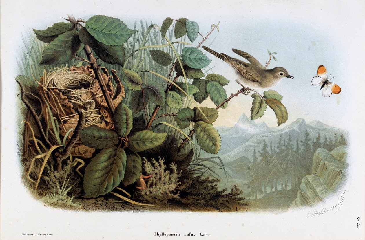 伶俐鸡（Phyllopneuste rufa）（Chiffchaff）的表现（铬酸盐印刷术 作者 欧金尼奥和德雷斯勒奥斯卡贝托尼