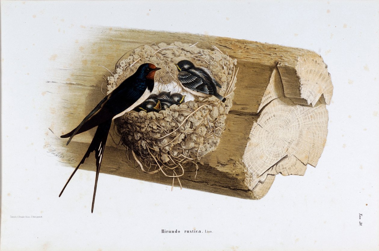 巢燕（Hirundo rustica或燕子）的代表作（彩色石版画 作者 欧金尼奥和德雷斯勒奥斯卡贝托尼