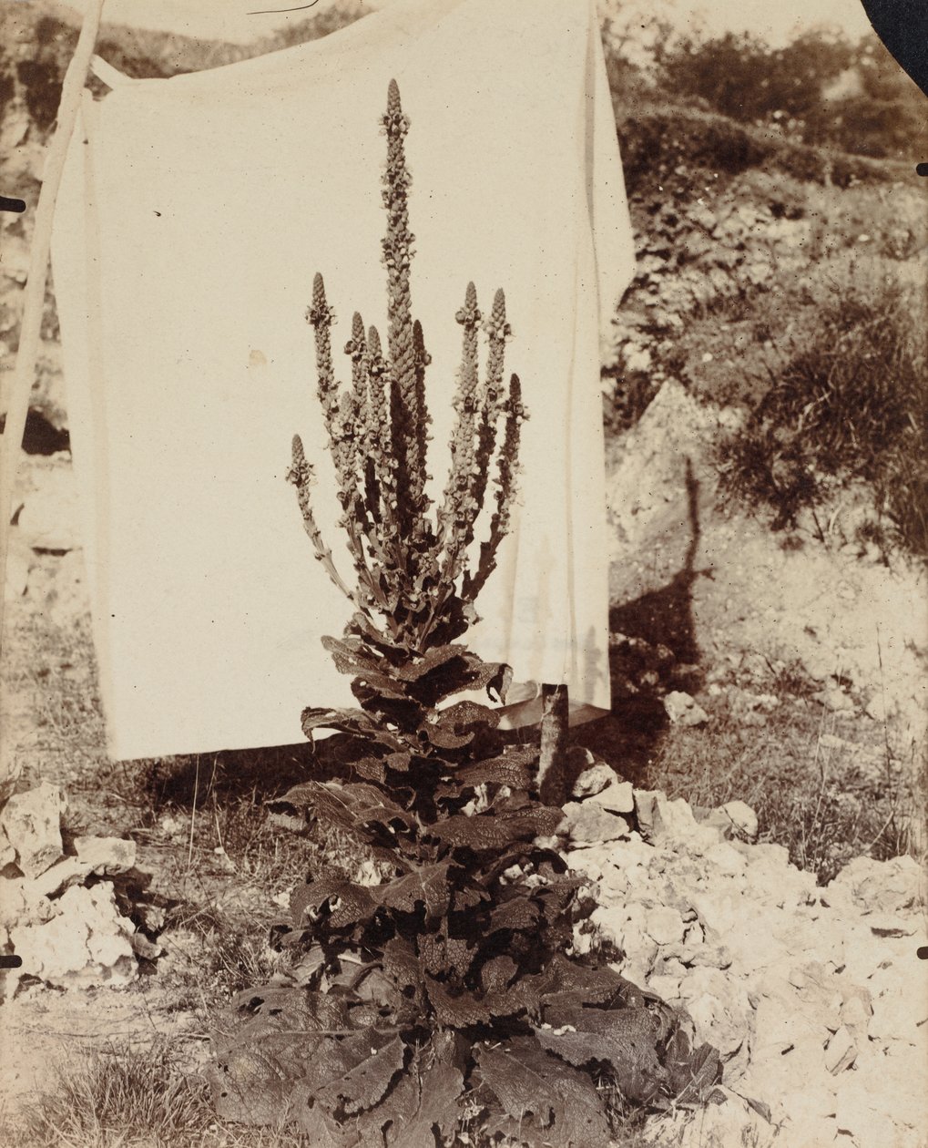 布鲁姆（Malllein in Bloom），c。 1897-1899。 作者 欧仁·阿格特