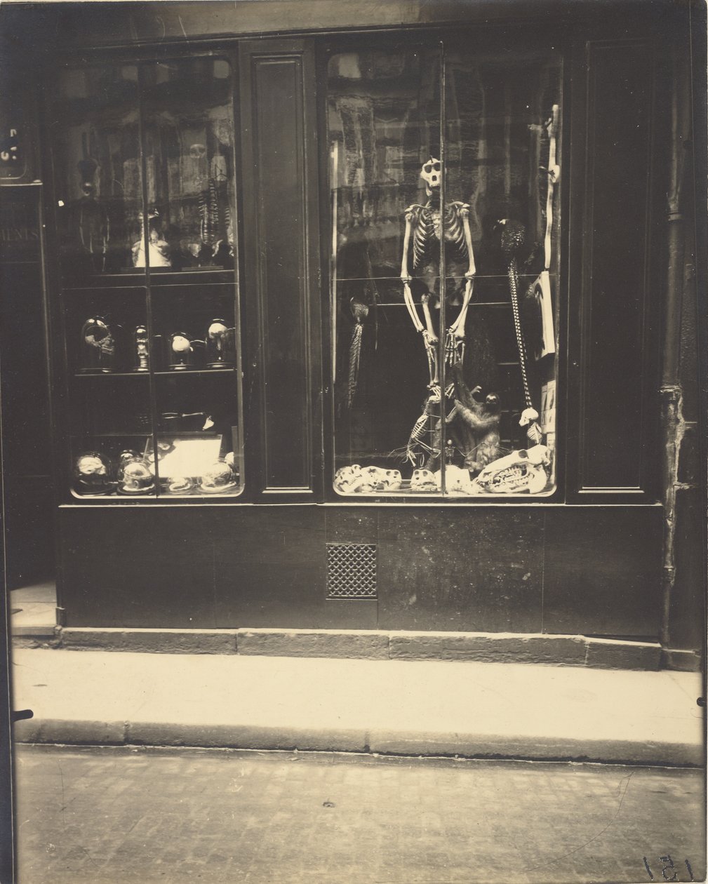 Naturalist, rue de l