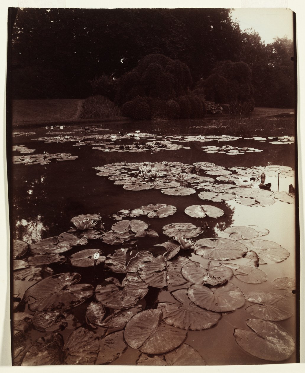 Nymphéa，1922-1923年。 作者 欧仁·阿格特