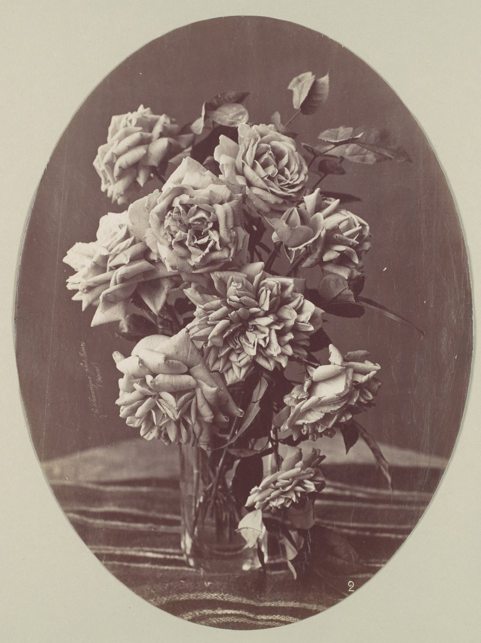 [玫瑰]，约1875年。 作者 尤金·肖维尼