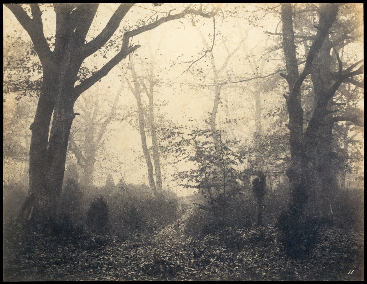 枫丹白露。巴比松（Barbizon）的森林，约1860年。 作者 欧仁·库维利（EugèneCuvelier）