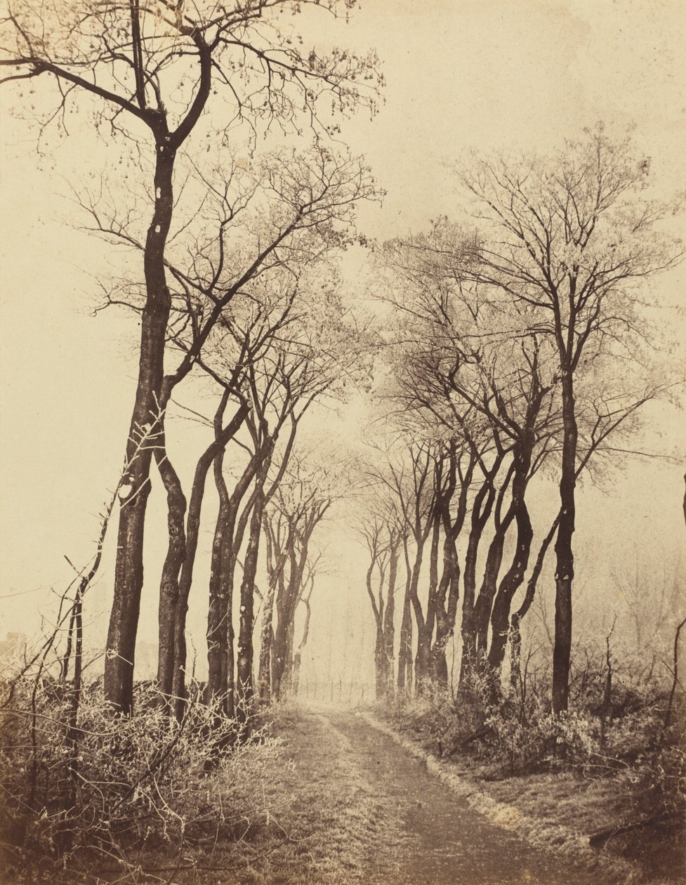 结霜的道路和树木，1860 年（照片） 作者 欧仁·库维利（EugèneCuvelier）