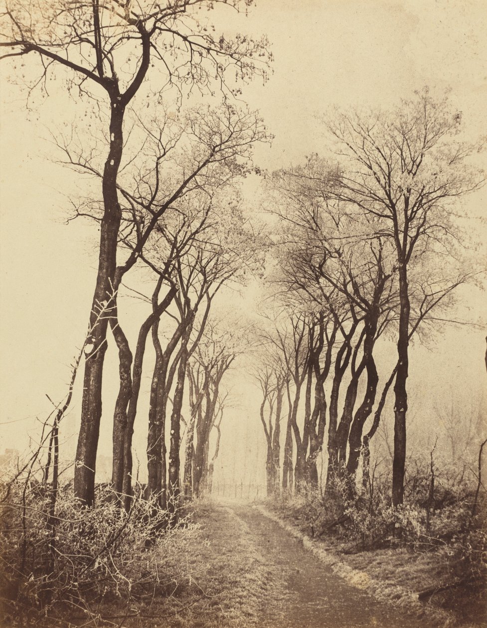 有冰霜的道路和树木，1860年。 作者 欧仁·库维利（EugèneCuvelier）