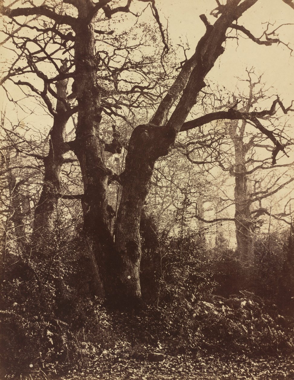 树的研究，枫丹白露，1860 年（照片） 作者 欧仁·库维利（EugèneCuvelier）