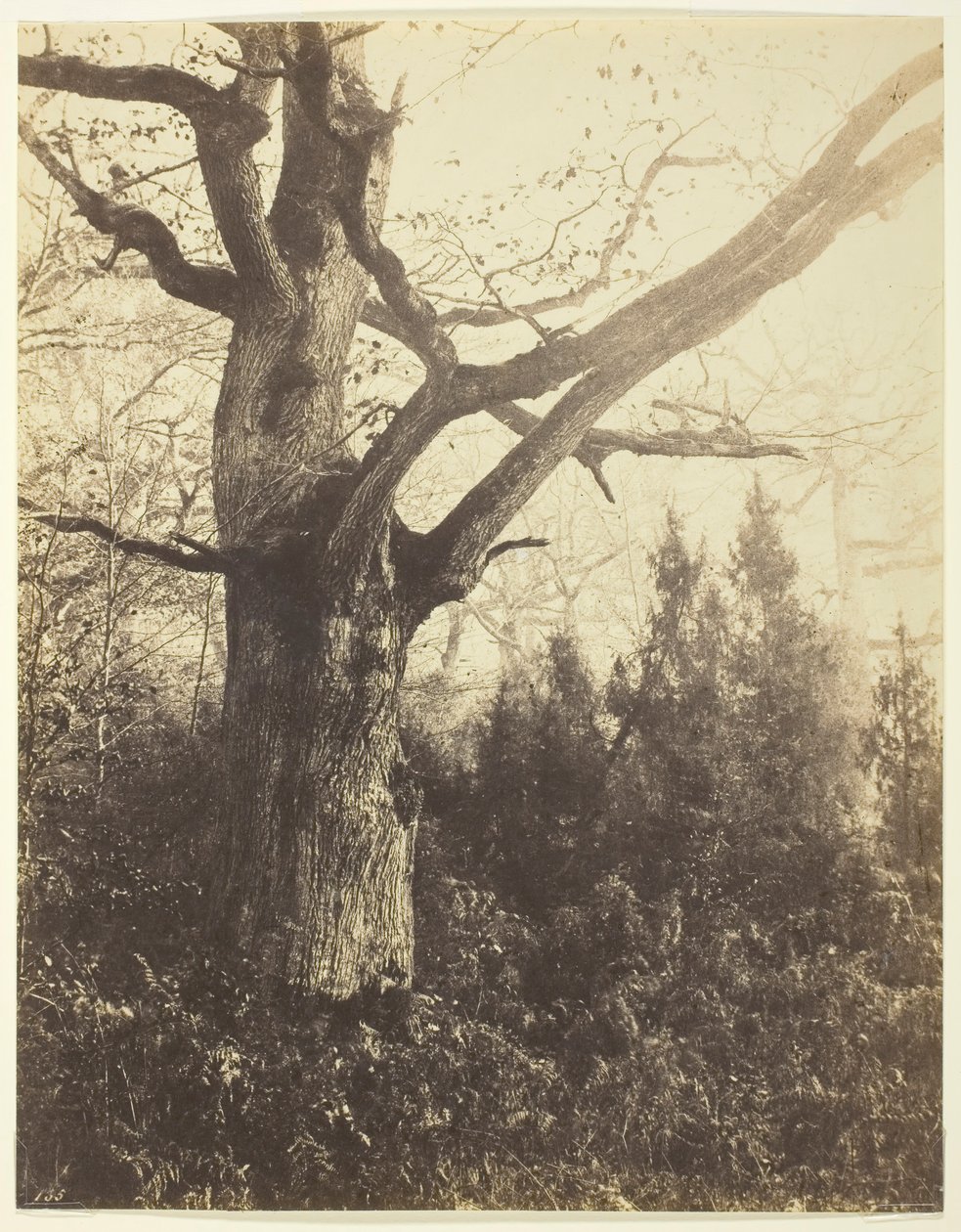 无题[树]，约1860年。 作者 欧仁·库维利（EugèneCuvelier）