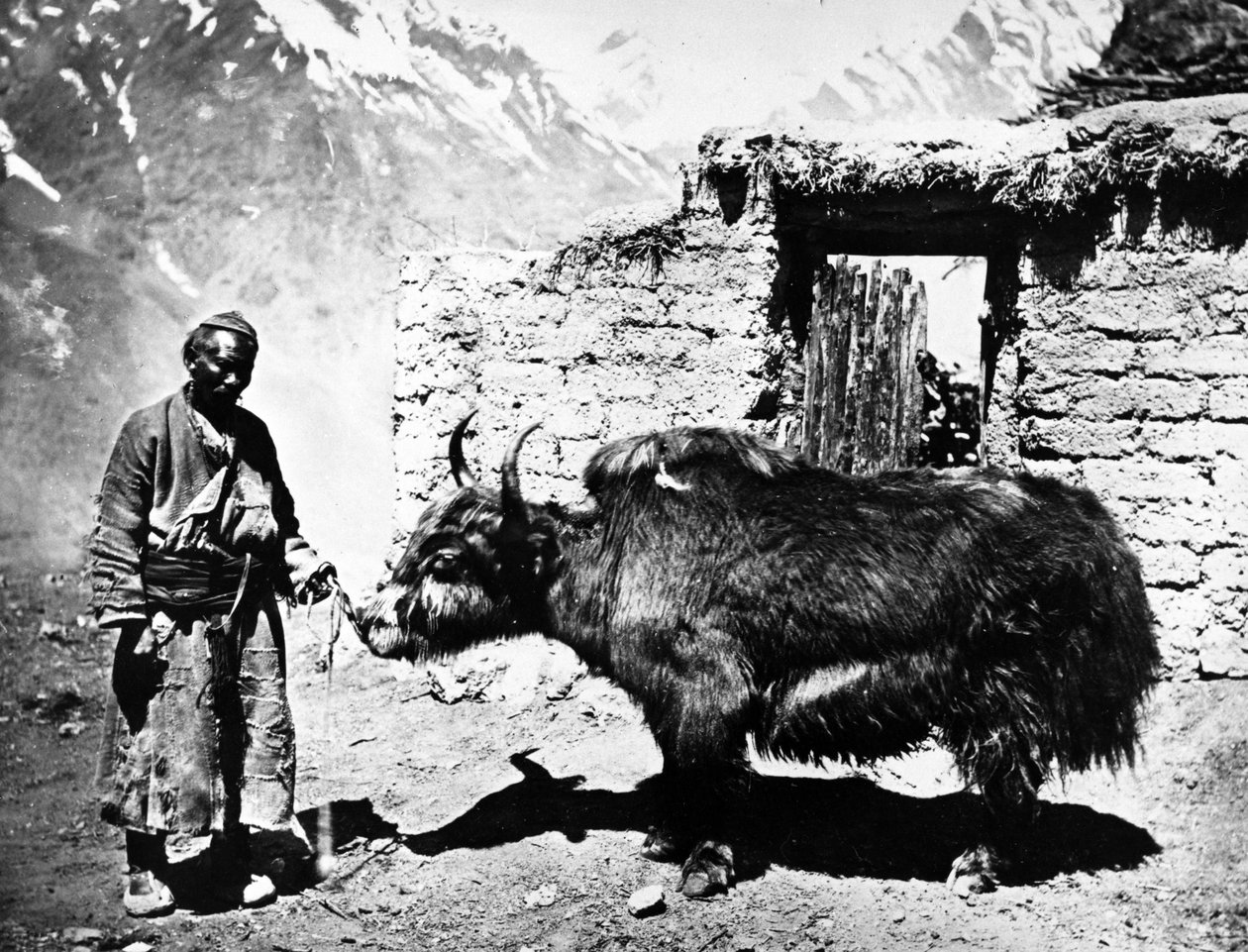 Ladakhi Yak，第1860-80页 作者 欧洲摄影师
