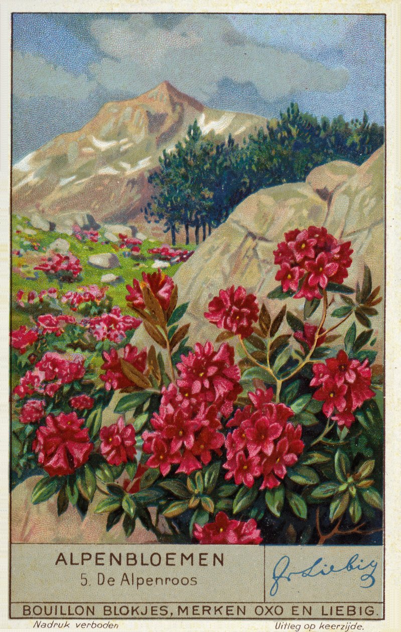 铁线莲（Rhododendron ferrugineum）（chromolitho） 作者 欧洲学校