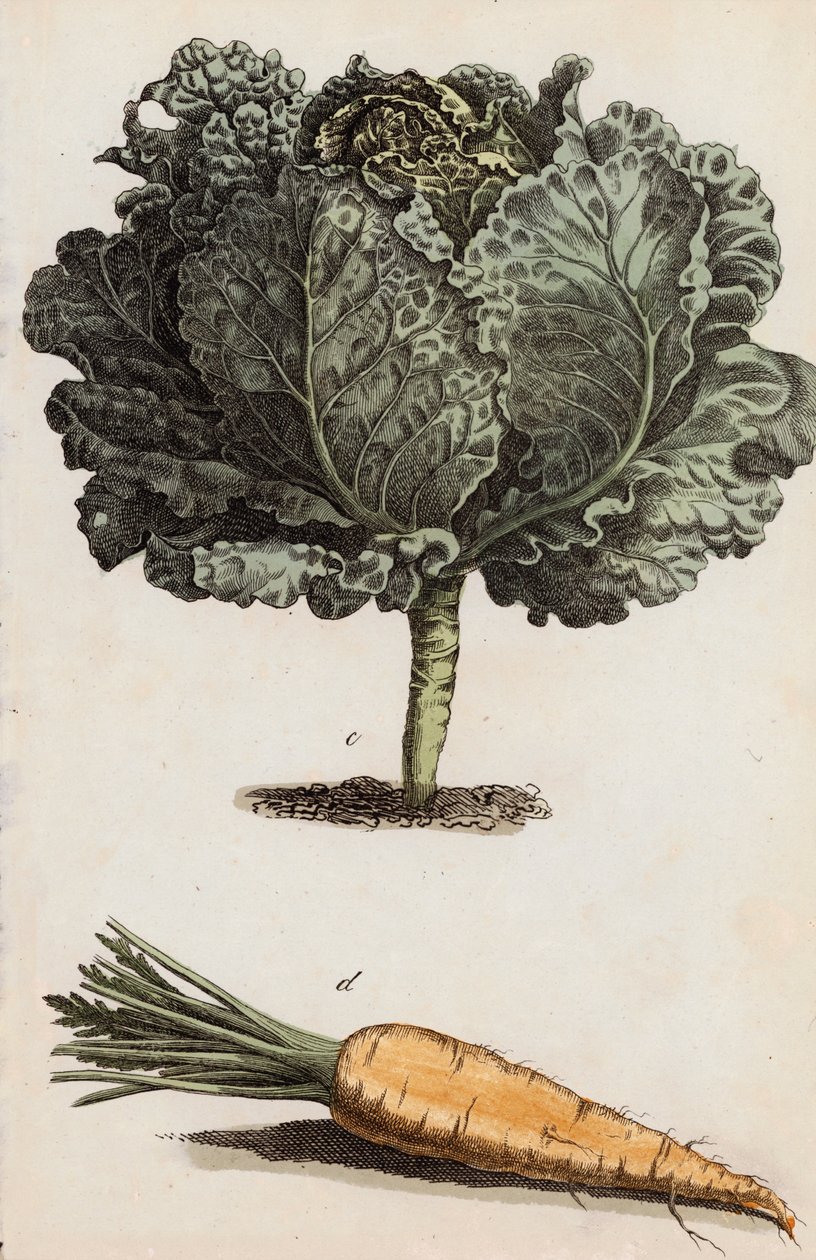 卷心菜和胡萝卜（彩色平版） 作者 欧洲学校