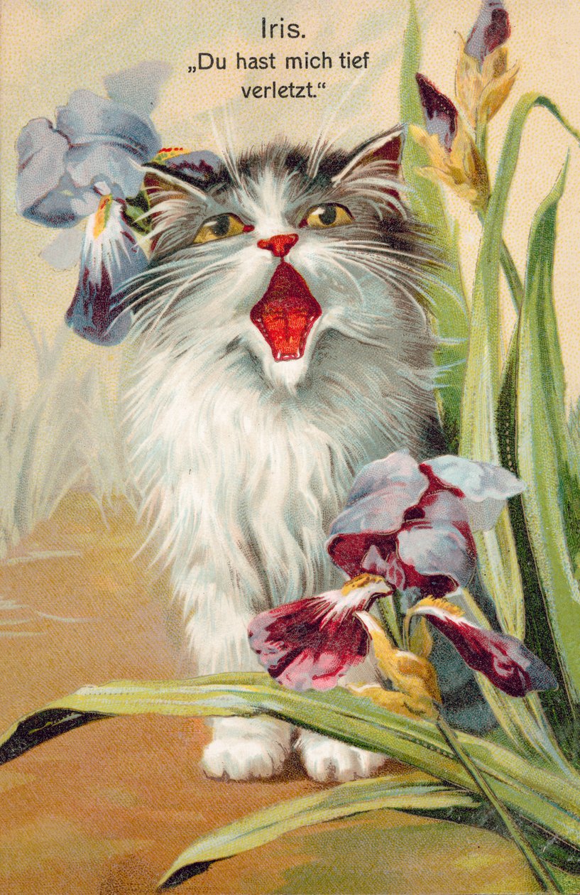 猫明信片（彩色平版） 作者 欧洲学校