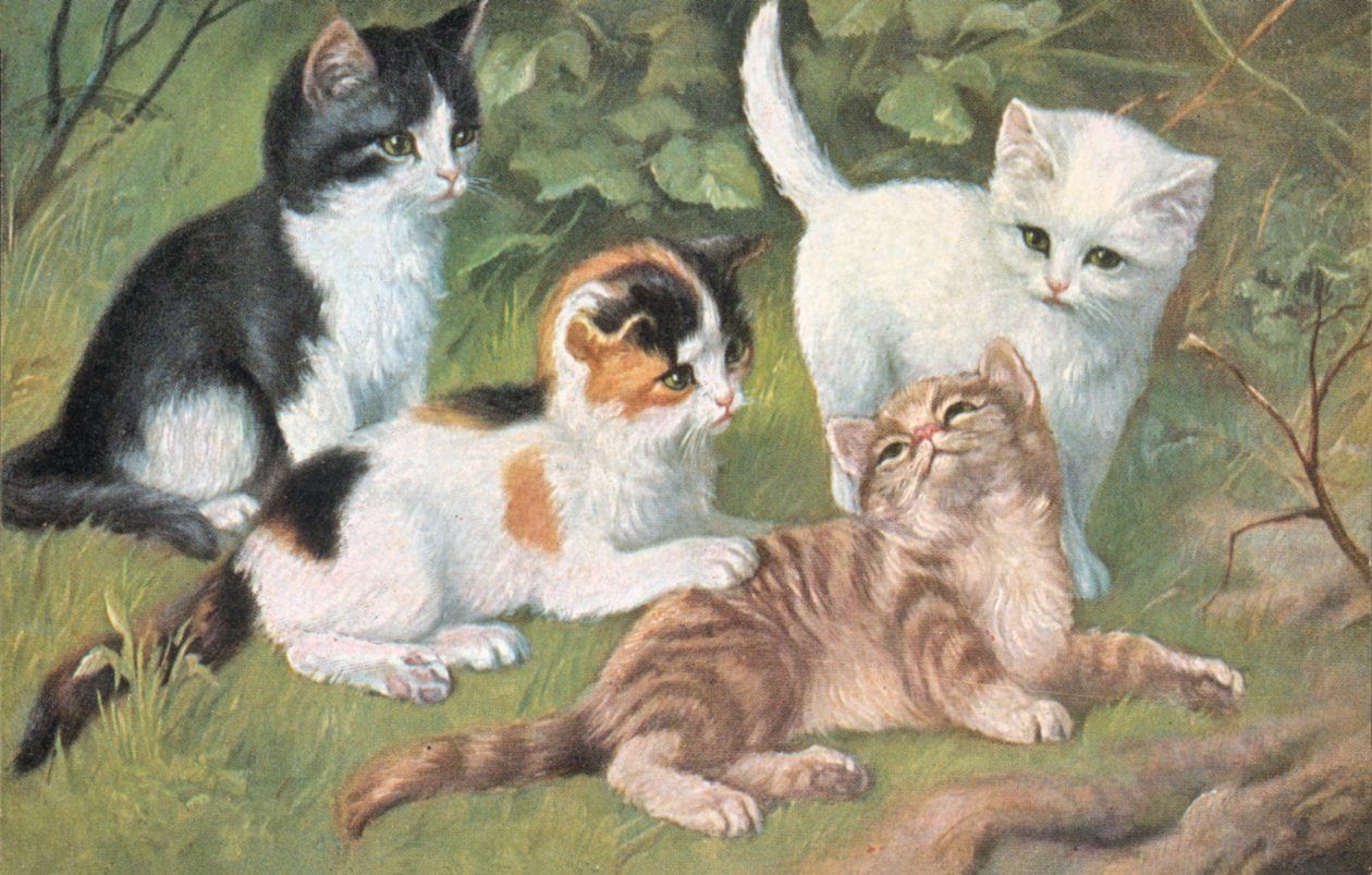 猫明信片（彩色平版） 作者 欧洲学校
