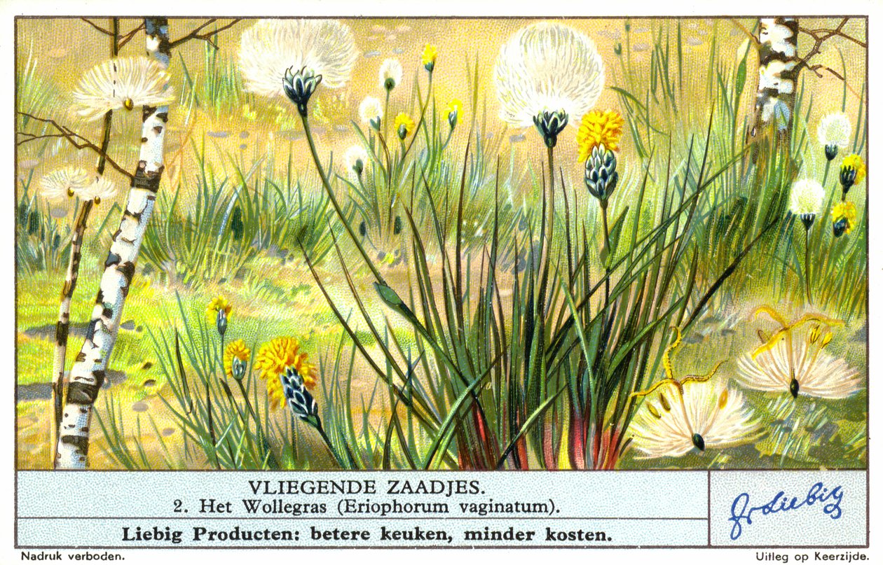 红棉草（Eriophorum vaginatum）（chromolitho） 作者 欧洲学校
