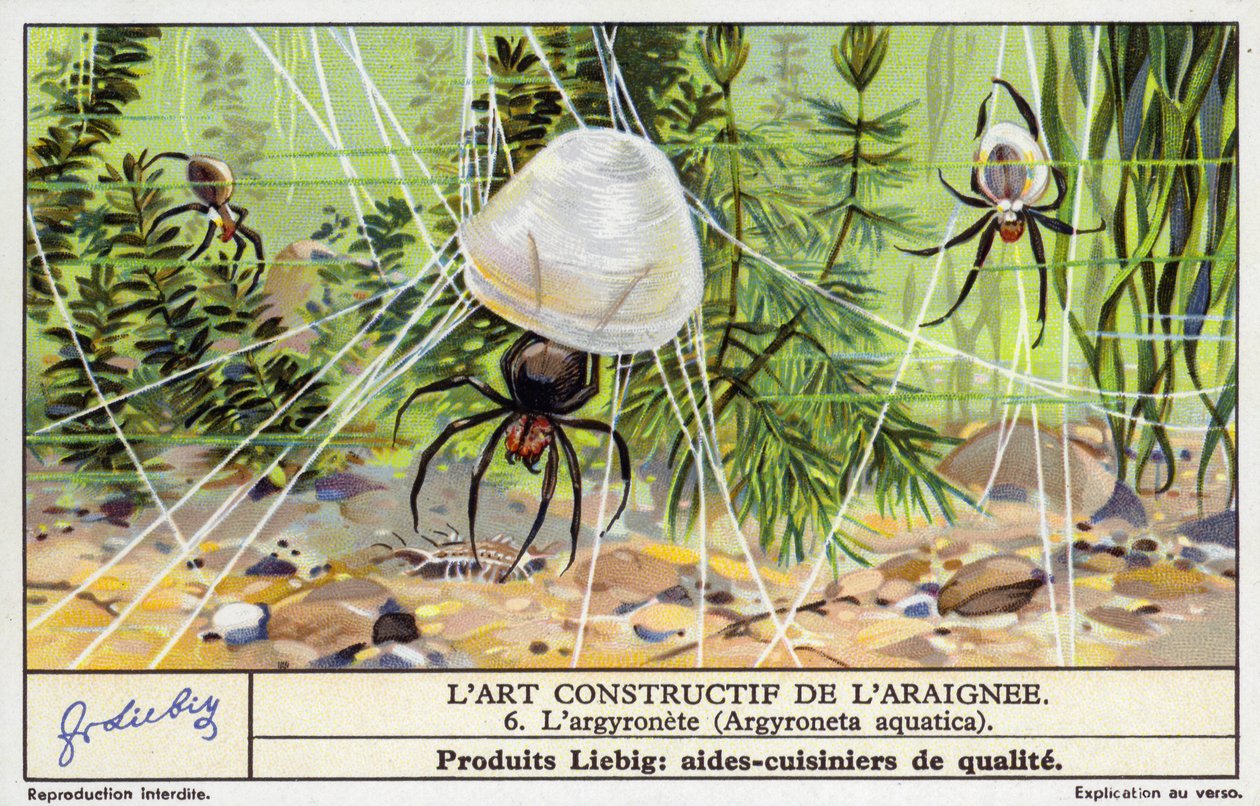 潜水钟蜘蛛（Argyroneta aquatica）（chromolitho） 作者 欧洲学校