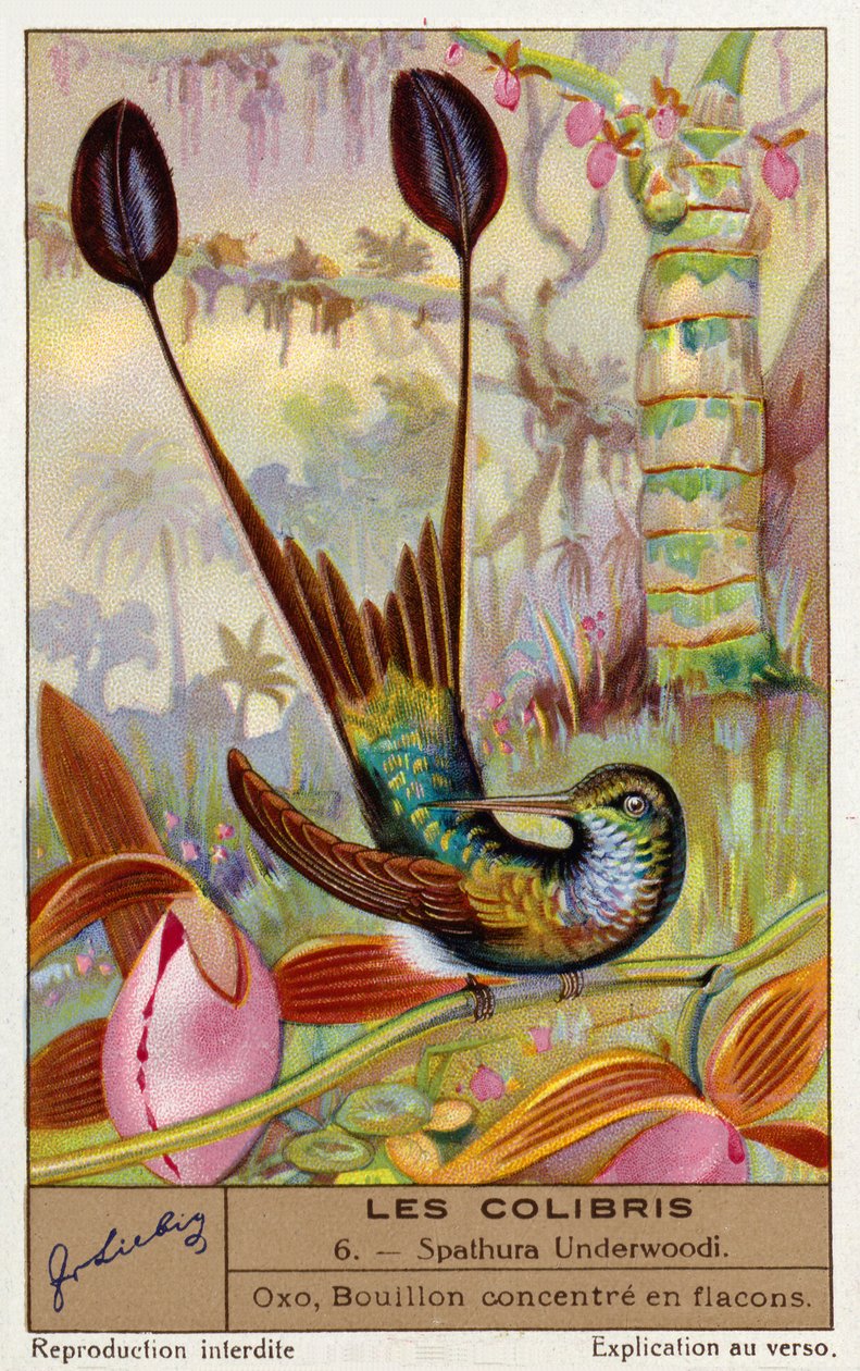 白脚球拍尾（Spathura Underwoodii）（chromolitho） 作者 欧洲学校