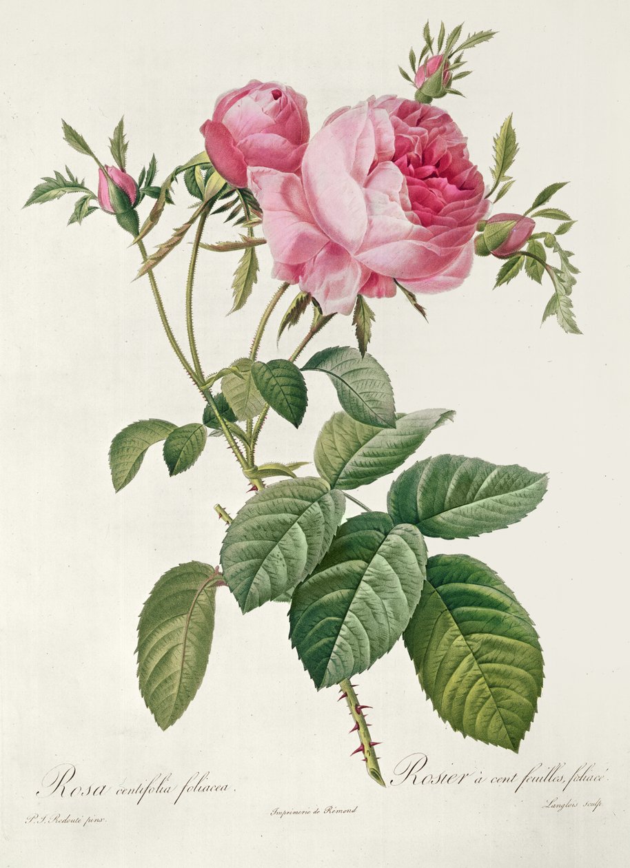Thory，les Roses，Rosa Centifolia Foliaca（石版画） 作者 洋蓟风信子