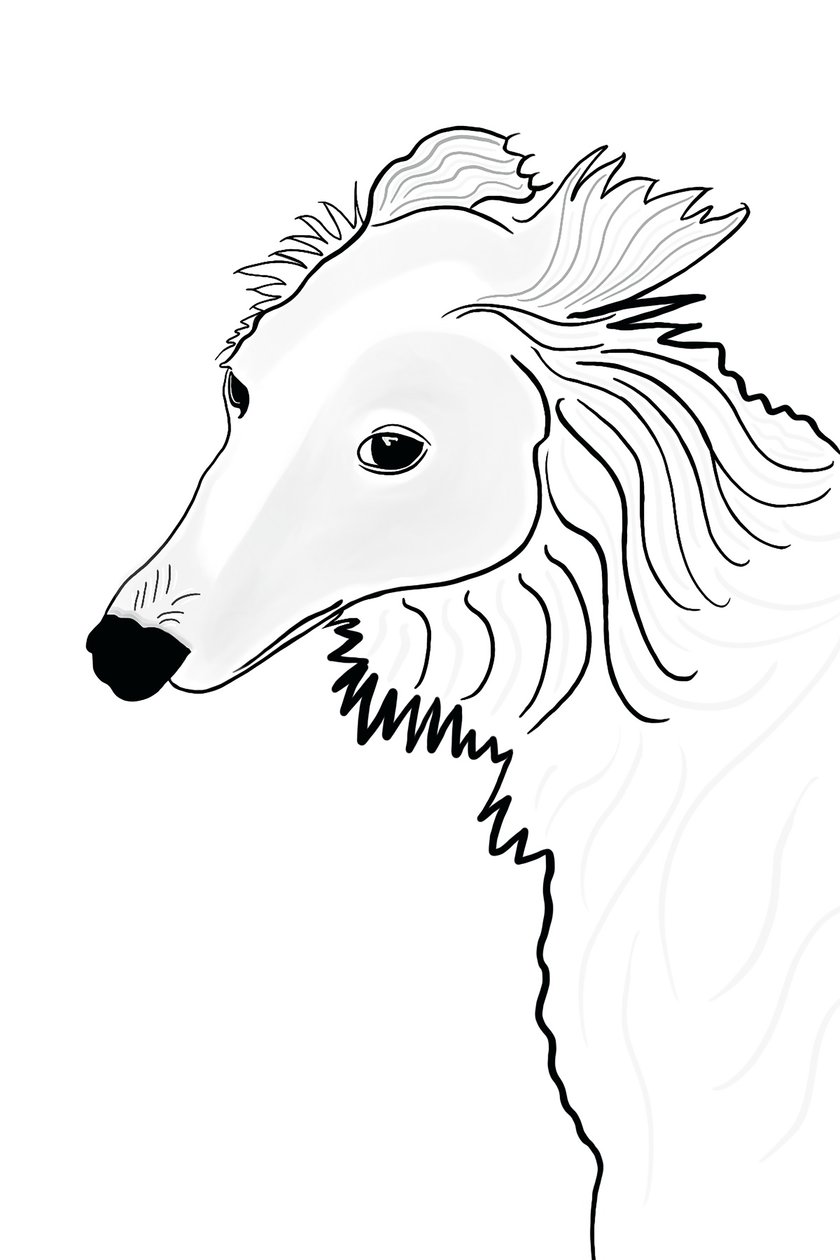 丝绸猎犬线描（数字艺术） 作者 埃文·斯克拉