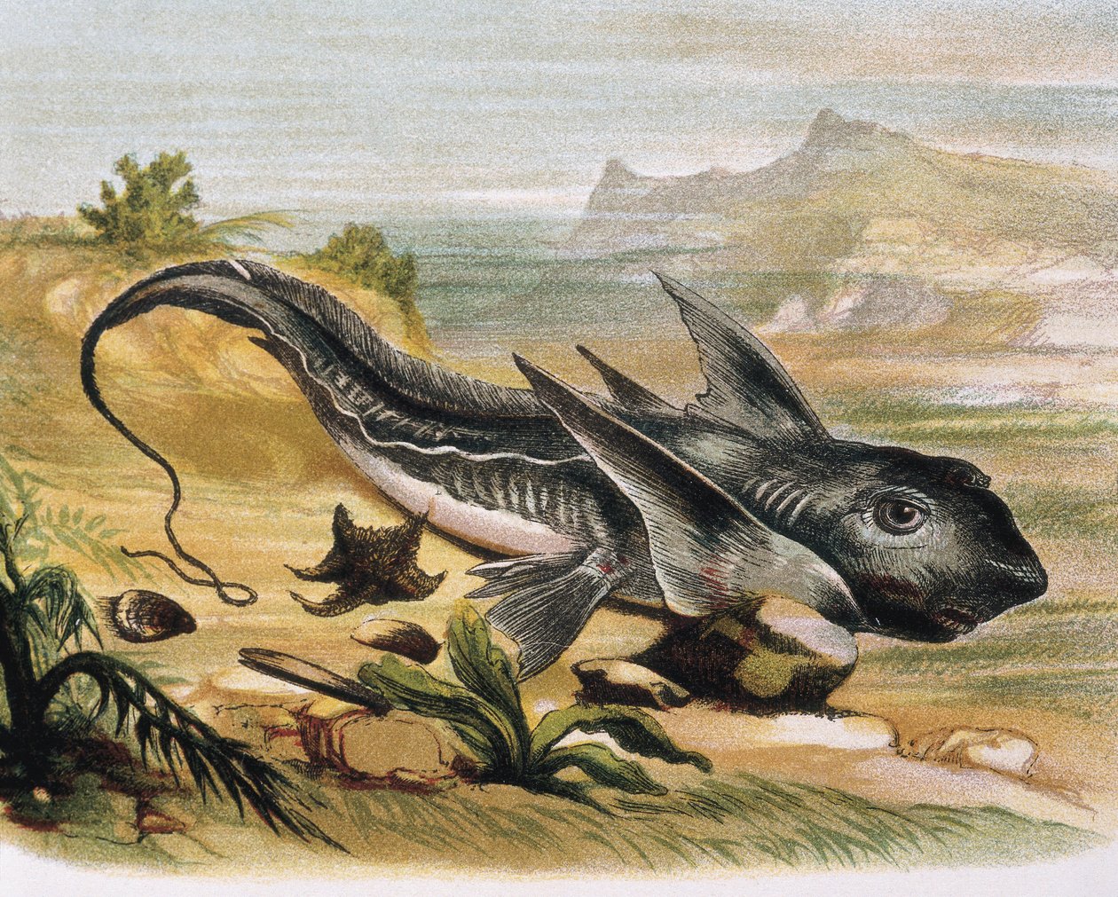 Chimaera (Chimaera arctica) 根据 F.Padro 的画作雕刻。雕刻 作者 F.（之后）帕德罗