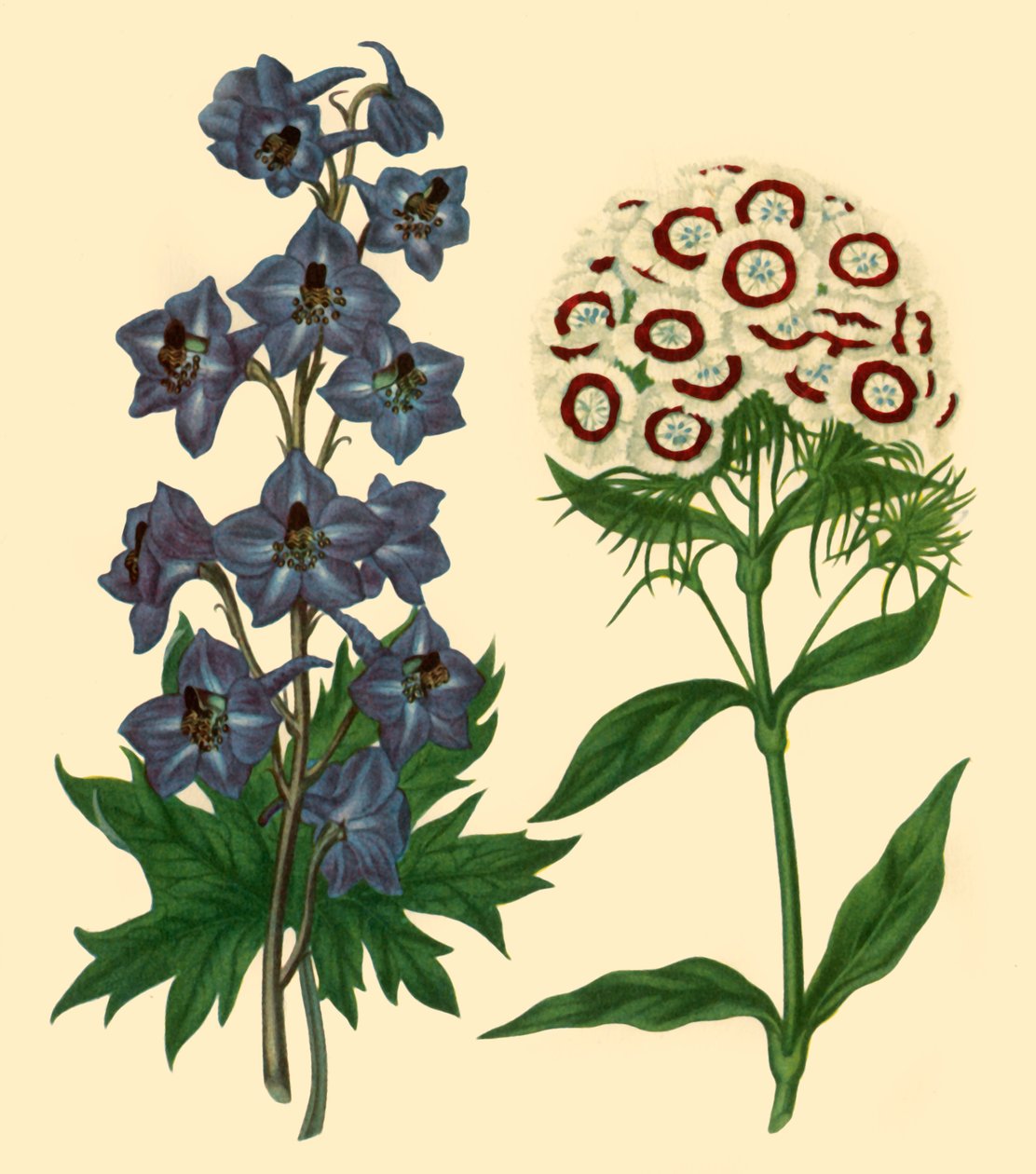 Larkspur and Sweet William: Delphinium elatum and Dianthus barbatus", 1805, 1946.   作者 山森