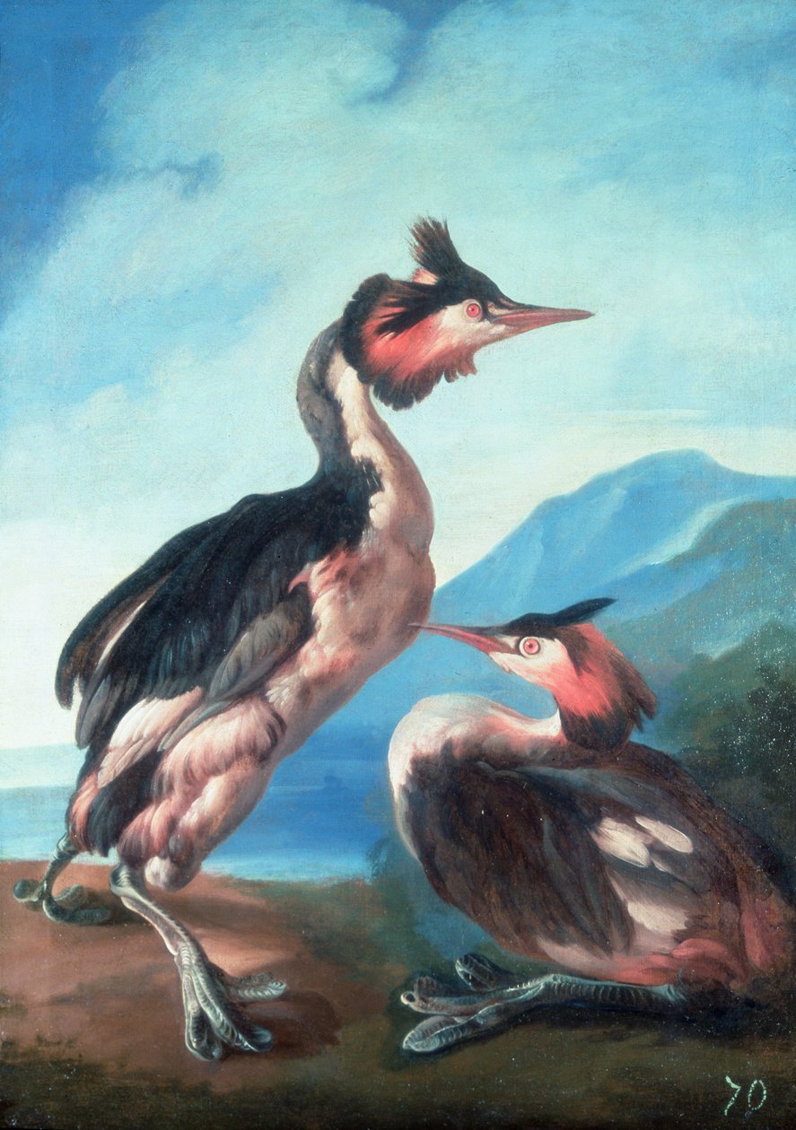 由河岸的一对伟大的有顶饰Grebes 作者 福斯蒂诺·杜兰特（Faustino Durante）